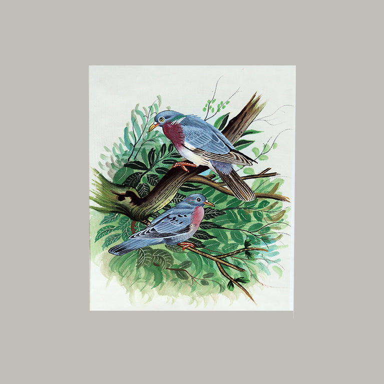 Bird painting two grey birds white border white background