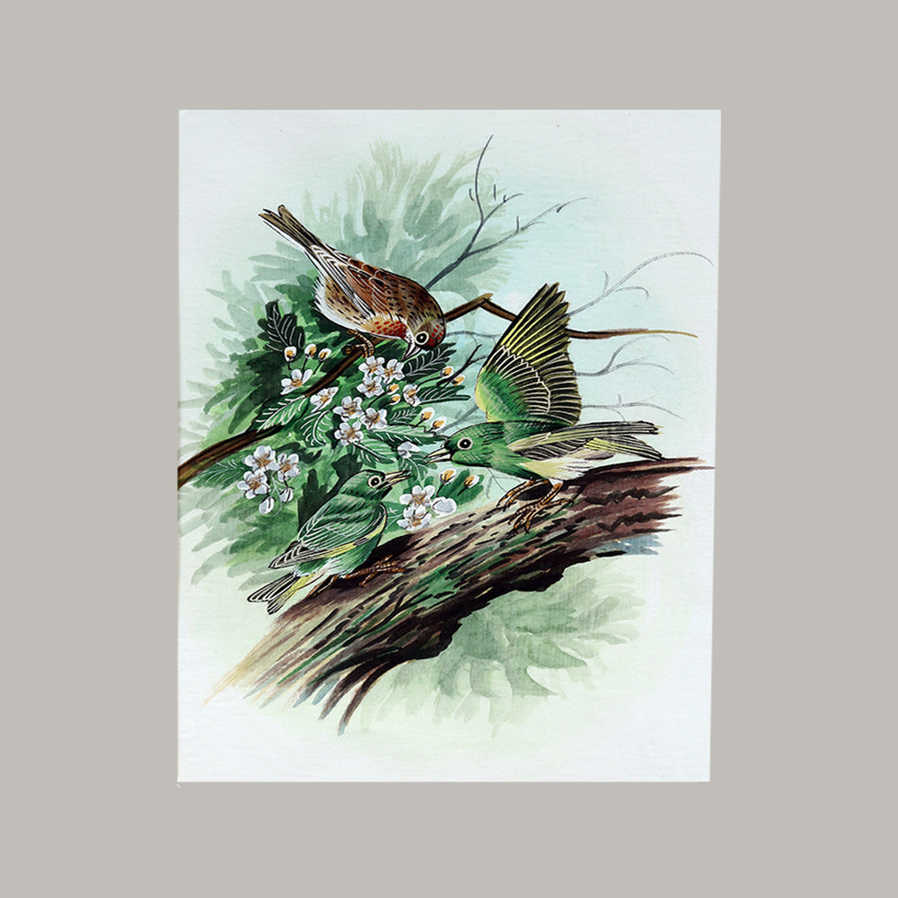 Bird painting three birds white border white background